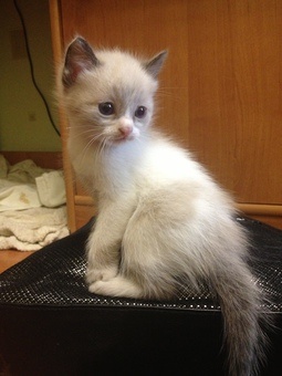 Отдам котят в хорошие руки, фотография 2