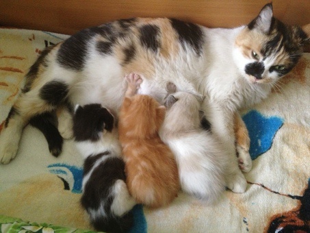 Отдам котят в хорошие руки, фотография 3