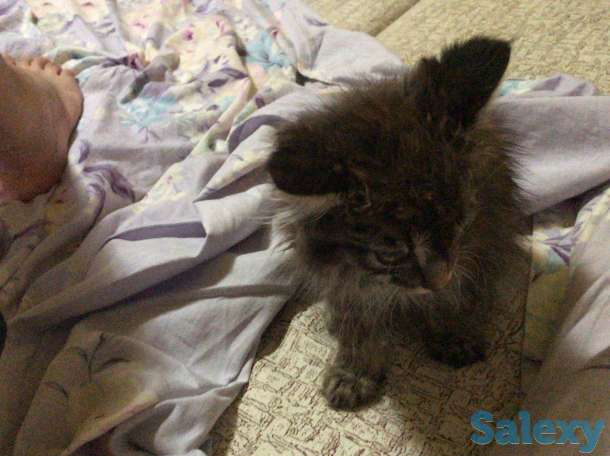 Котята в хорошие руки, фотография 3