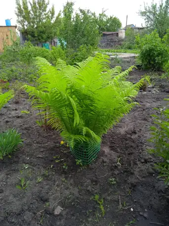 Продам дачу остановка поворотная, фотография 9