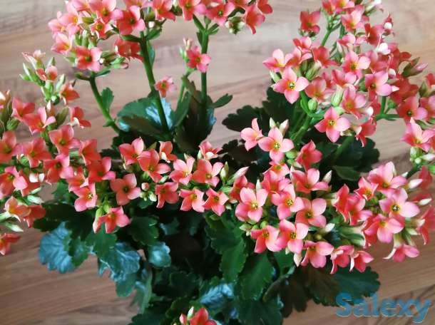Комнатные цветы, фотография 10