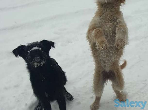 Щеночек ищет хозяина, фотография 2