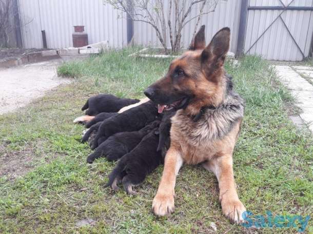 Щенки немецкой овчарки, фотография 2