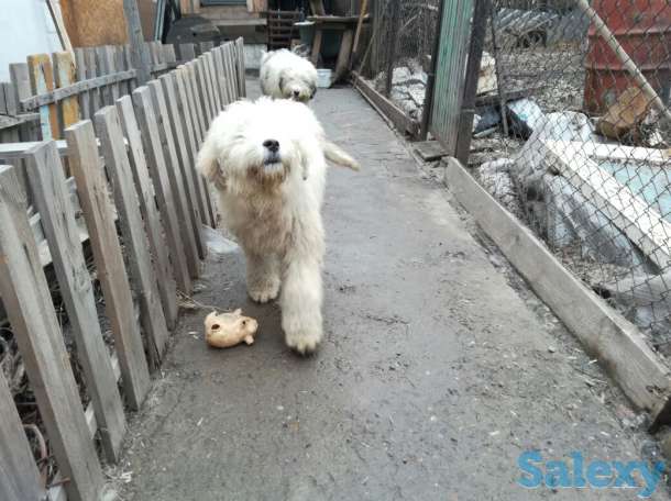 Продам южно-русскую овчарку. Кабель. 5 месяцев, фотография 5
