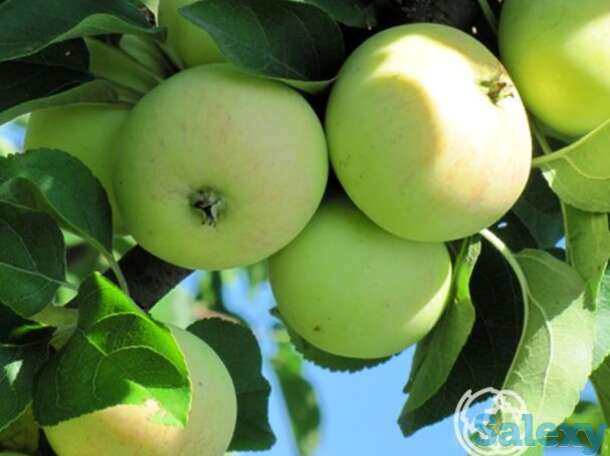 Яблоня кипарисовое, фотография 1
