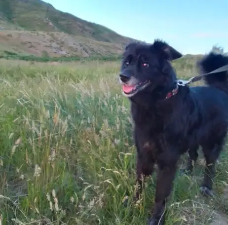 Перпдержка животных, фотография 3