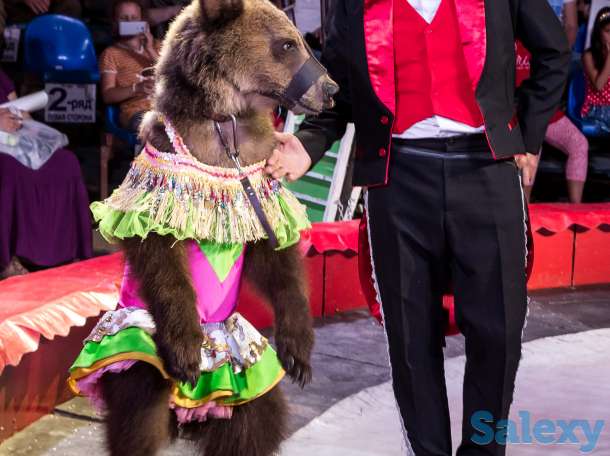 Цирк шапито АКУЛА в Алматы, фотография 6