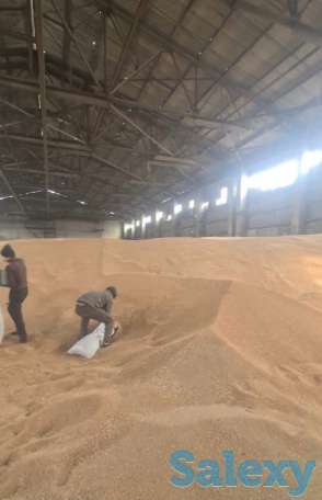 зерно/пшеница, фотография 5