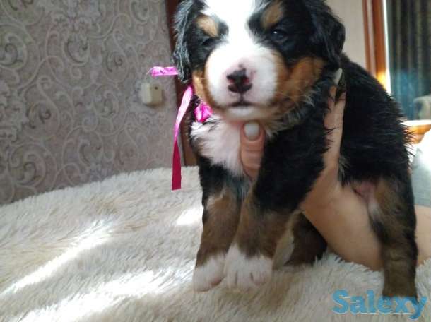 Продаются щенки Бернский зенненхунд, фотография 5