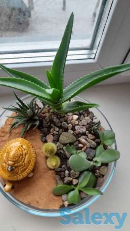 Флорариум, фотография 1