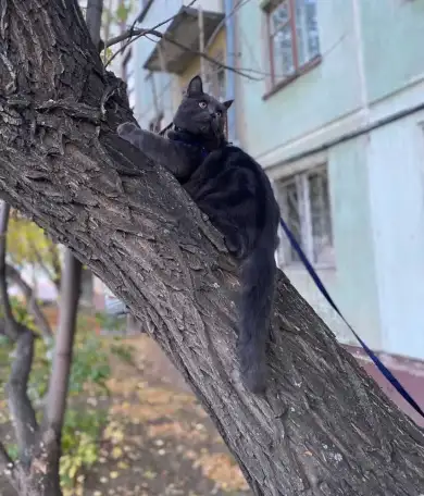 Срочно ! Британец 2 года, фотография 1