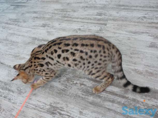 Саванна Ф1, Саванна, Savannah f1, фотография 6