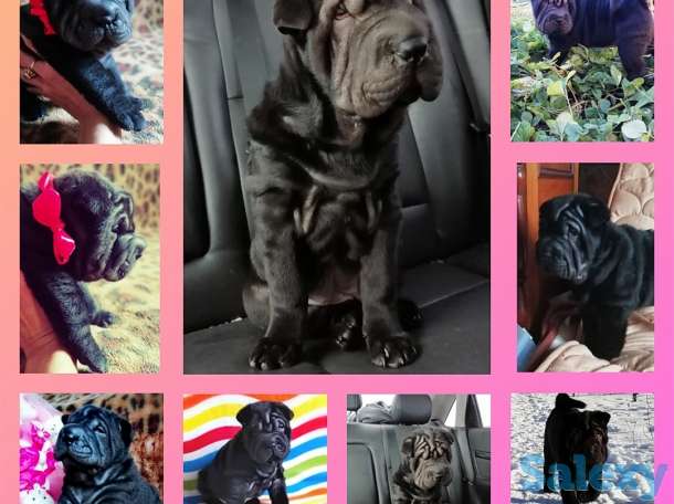 Плюшевые принцессы, фотография 1