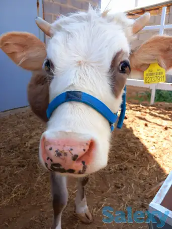 корова нестельная, фотография 2