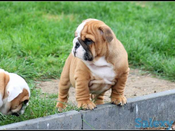 Мальчик бело-рыжий, фотография 1