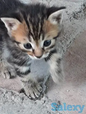 Потерялись хозяева у маленьких котят, фотография 5