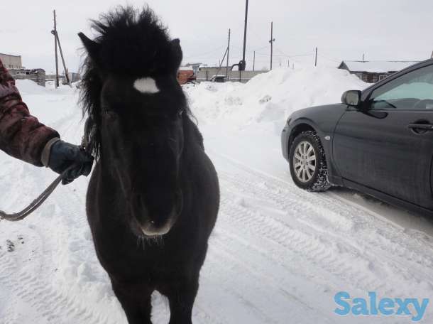 Продам 2х пони и сани к ним, фотография 2