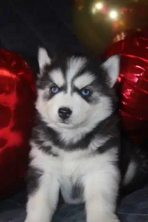Щенки Сибирской Хаски, фотография 4