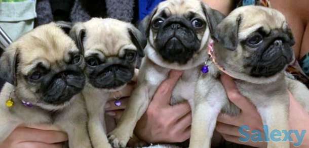 Мопсы, фотография 1