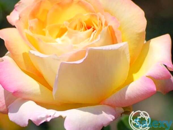 Роза глория дей чайно-гибридная, топалович, фотография 1