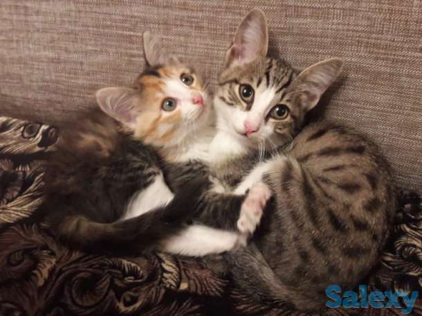 Отдам котят бесплатно в хорошие руки, фотография 1