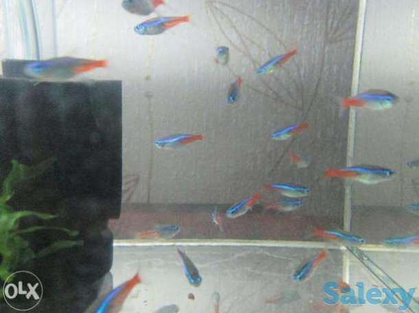 Неон голубой, фотография 1