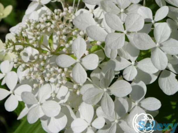 Гортензия левана, фотография 1