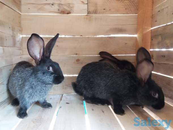 Продам  мясо кролика, фотография 3