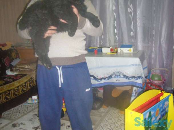 Щенки Черного Русского Терьера, фотография 1