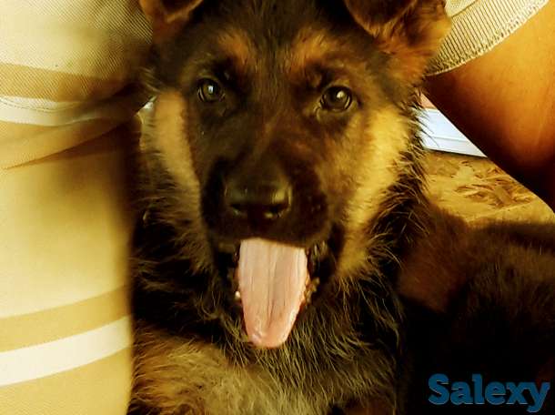 щенки немецкой овчарки, фотография 1