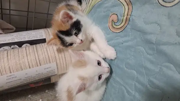 Отдам котят в добрые руки, фотография 1