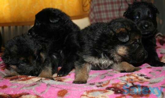 Щенки немецкой овчарки, фотография 2