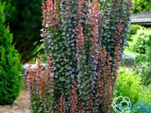 Барбарис ред пиллар, фотография 1