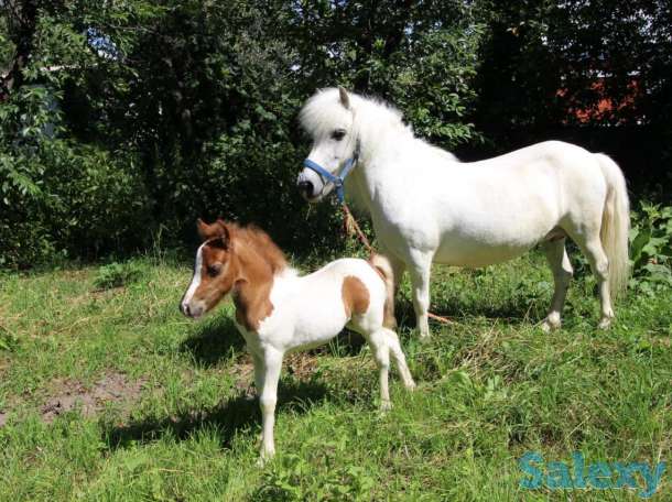 жеребята, фотография 1