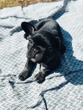 Щенки французского бульдога, фотография 4