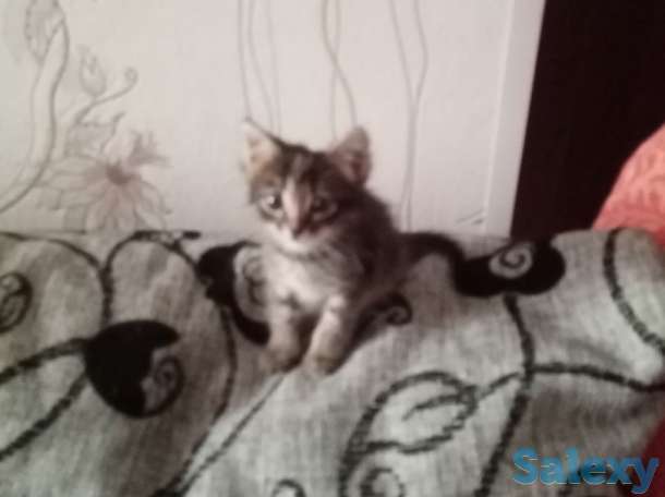 отдам котенка в добрые руки, фотография 2