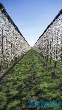 Антиградовая сетка для яблок, винограда и других культур, фотография 3