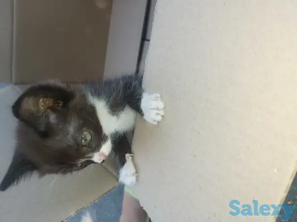 Отдам в добрые руки котят, фотография 1