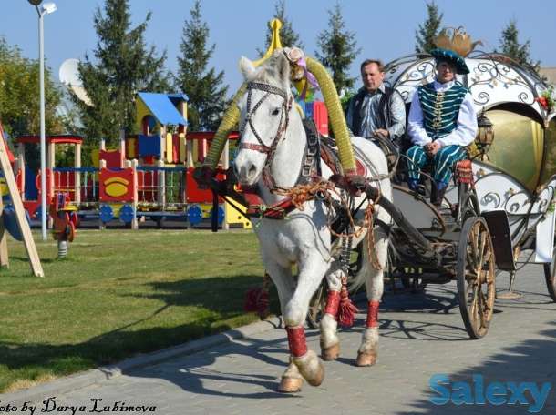 Конь, фотография 3