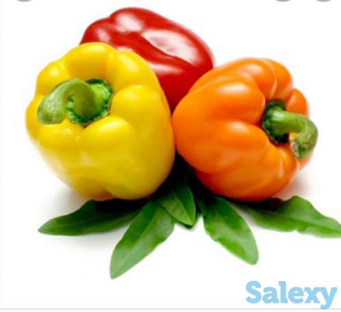 Рассада перца, фотография 1