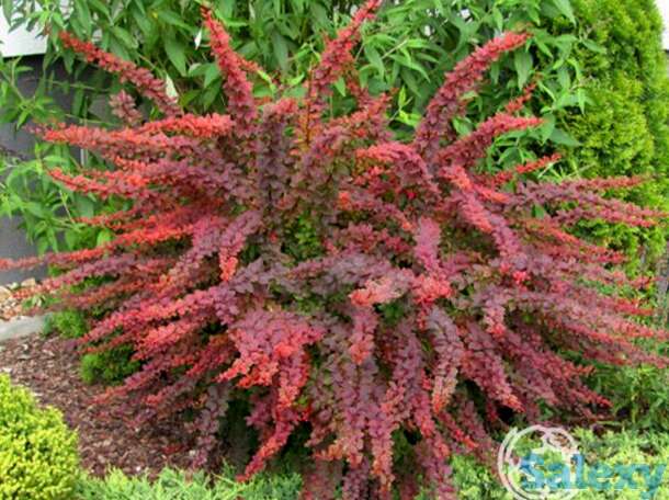 Барбарис голден ринг, фотография 1