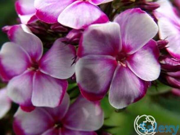 Флокс метельчатый неон флае блу, фотография 1