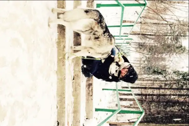 Ищу Выгульщика Собак, фотография 1