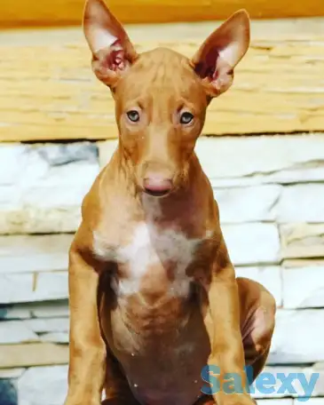 Фараонова собака щенки, фотография 4