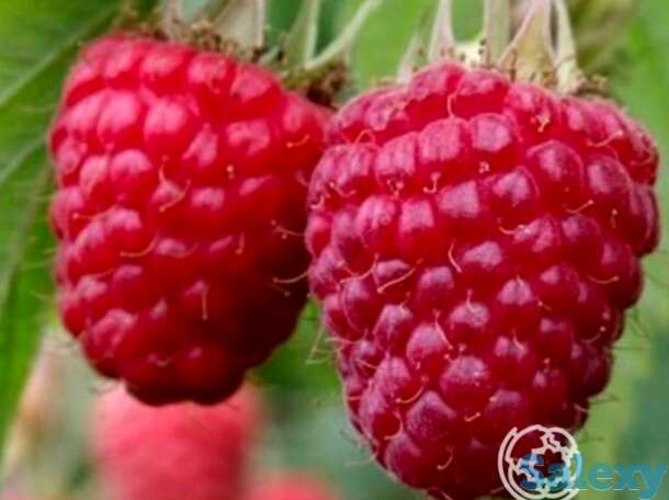 Малина ремонтантная Самохвал, фотография 1