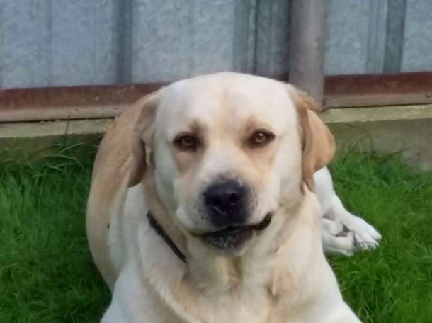 Вязка Лабрадора !(мальчик 2 года ), фотография 1