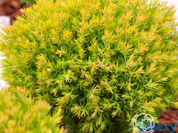 Туя шаровидная анниек, фотография 1