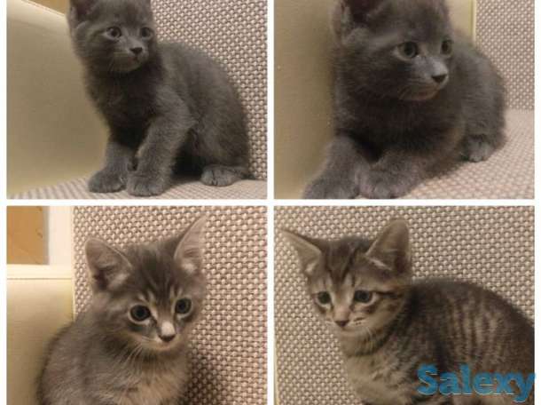 Отдам котят в заботливые руки, фотография 7