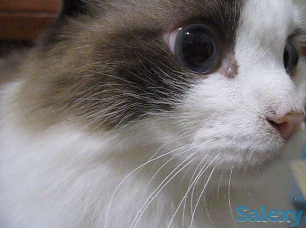 Кличка кота Маркиз порода Рэгдолл, фотография 2