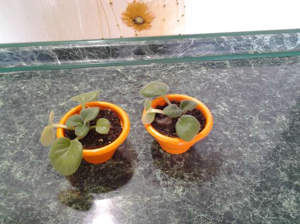 Продам эпипремнум золотистый 140 р маранта, фотография 6